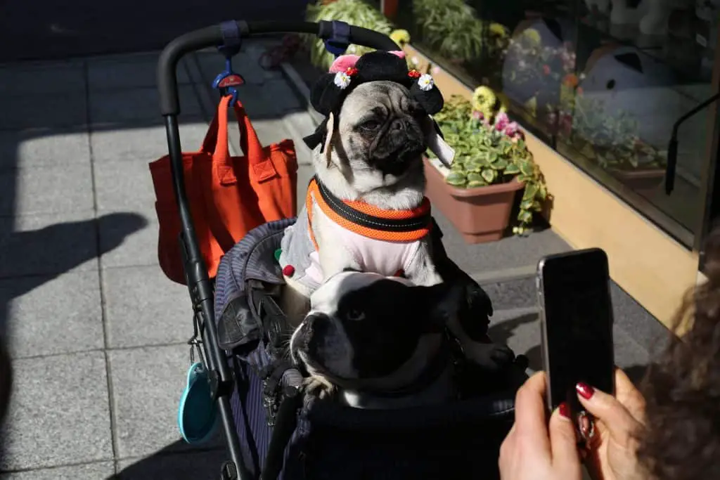pug with hat in stroller