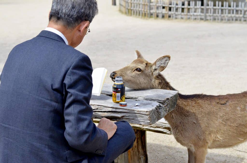 deer in Japan reading