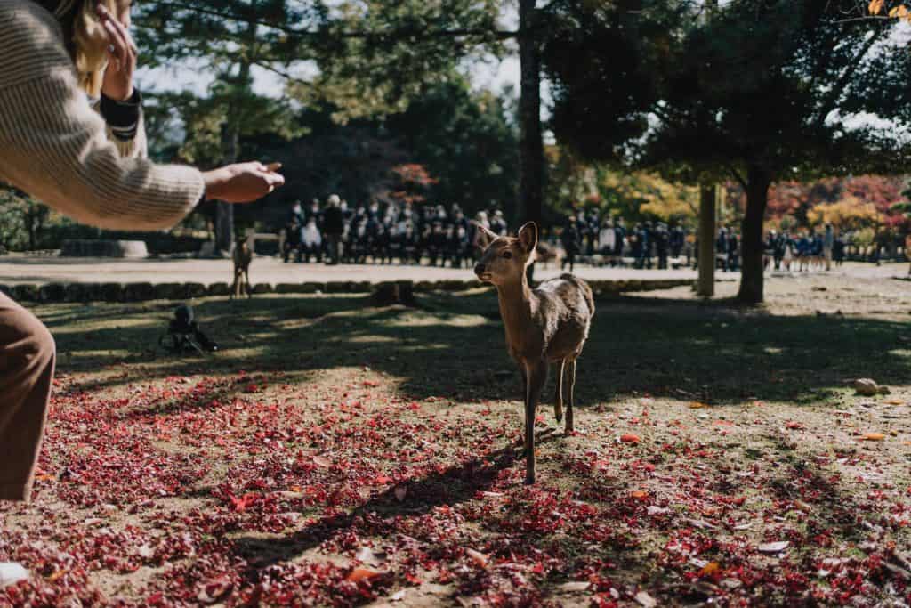 Is Nara worth visiting in Autumn?