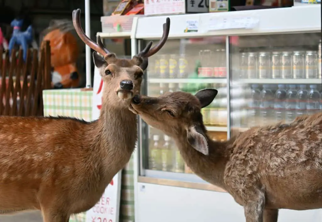 deer next to vending machine