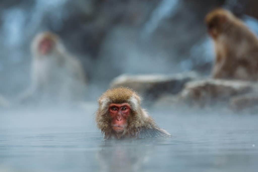 monkey onsen Japan