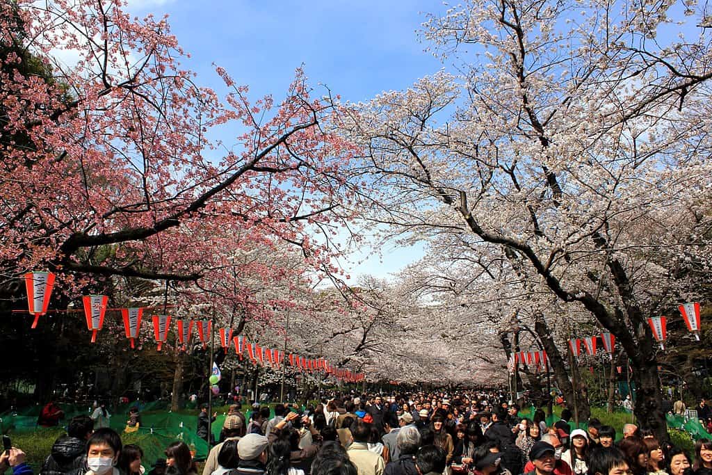 Crowds in ueno park