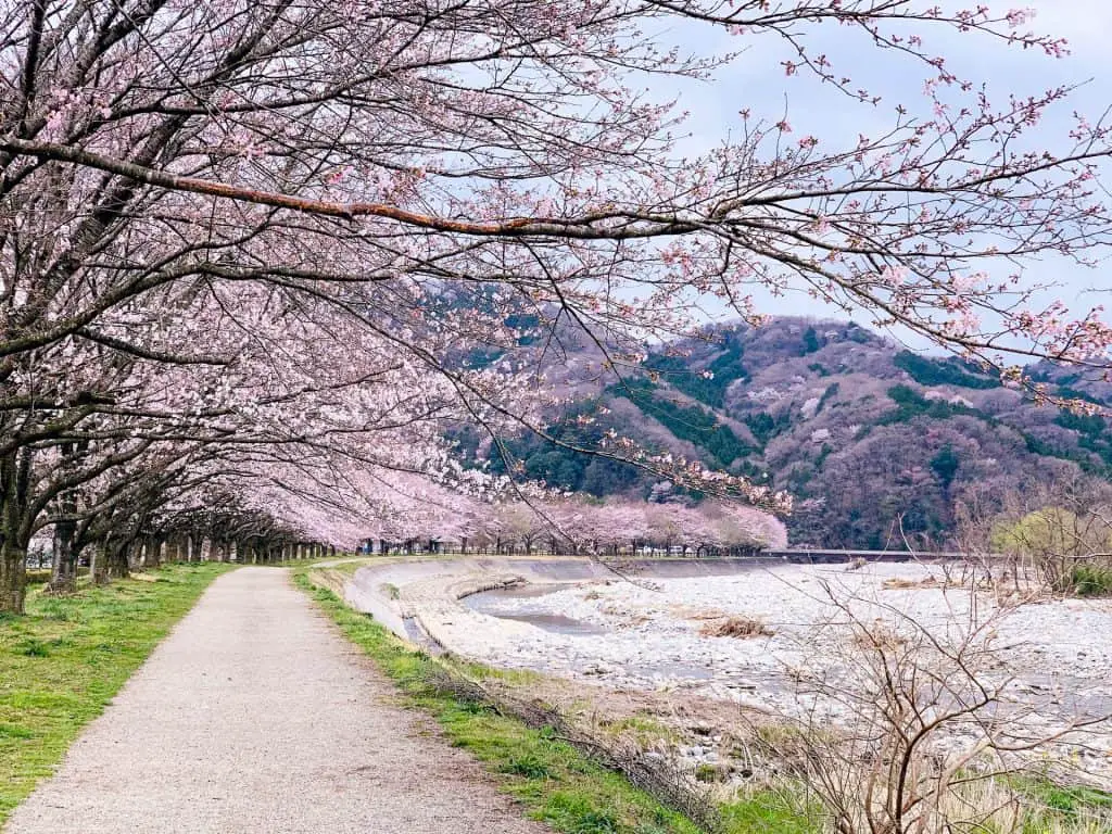 Cherry blossom by a Japan river