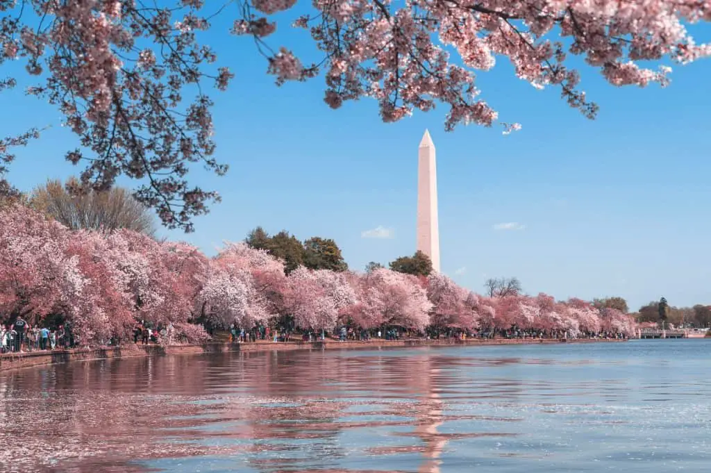 Cherry blossom in Washington D.C.