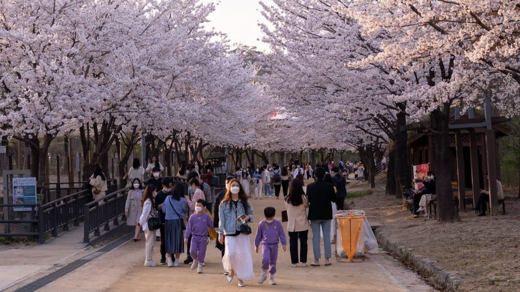 japanese walk in cherry blossom