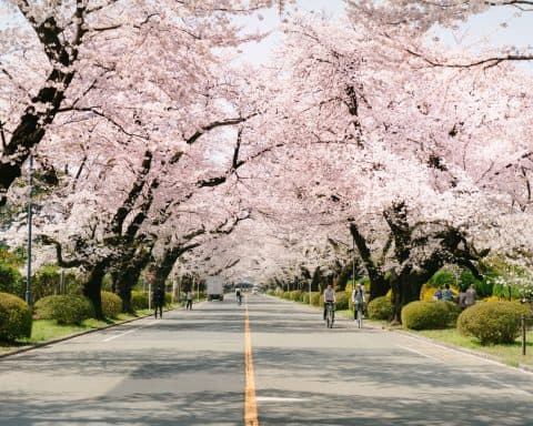 are japanese cherry blossom worth it