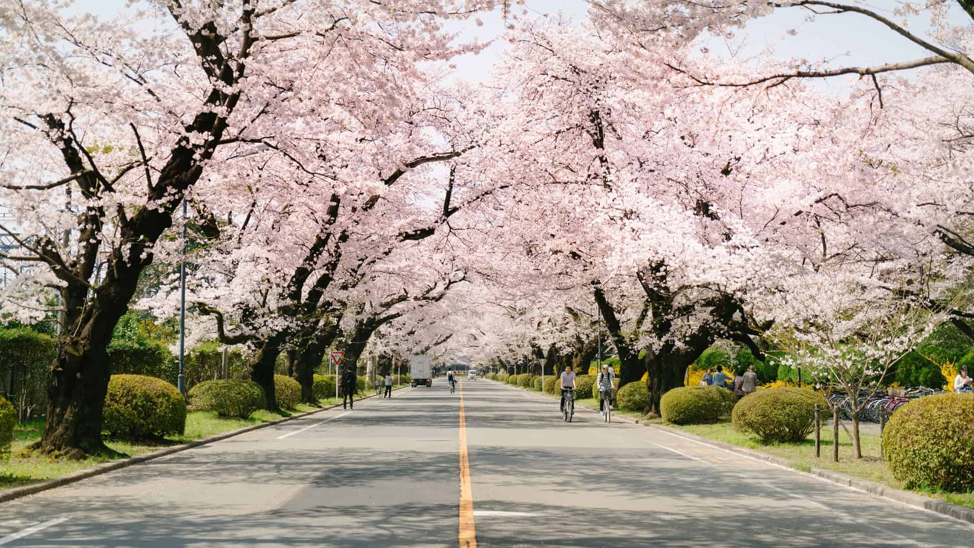 are japanese cherry blossom worth it