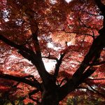 Japan red leaves autumn