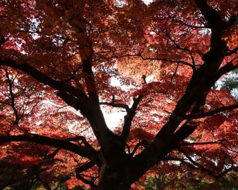 Japan red leaves autumn