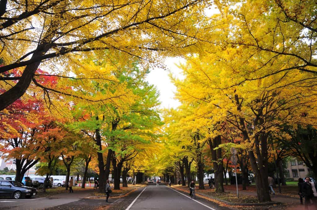 Sapporo in Autumn