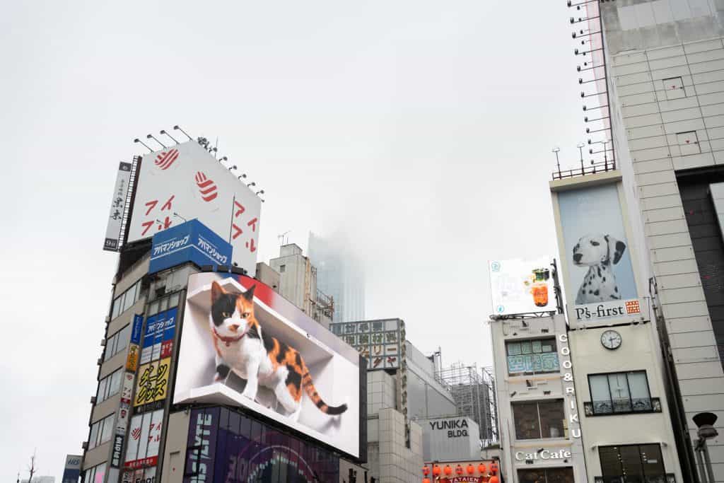 cat billboard in Shinjuku