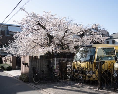 cherry blossom tree in Kyoto