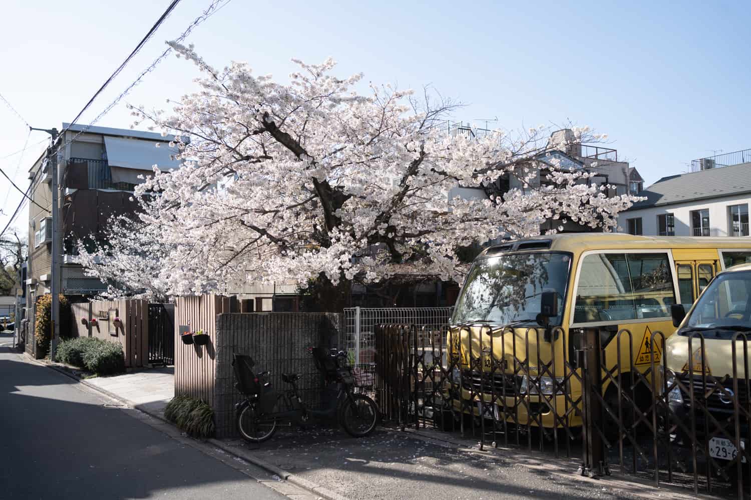 cherry blossom tree in Kyoto