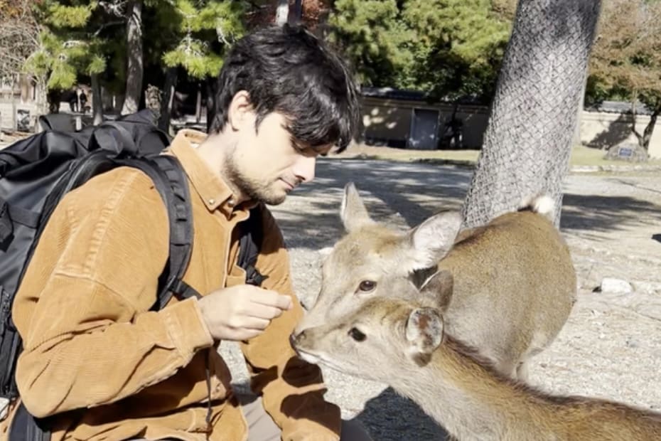 is Nara worth visiting? Feeding the deer