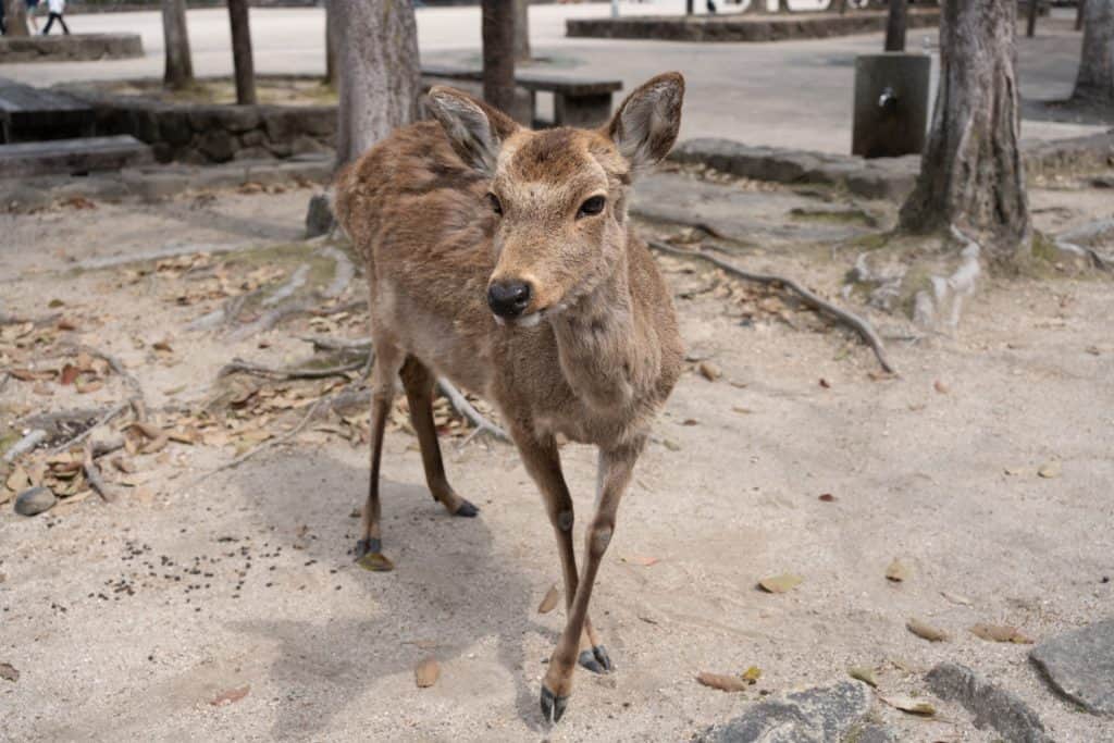 miyajima island deer