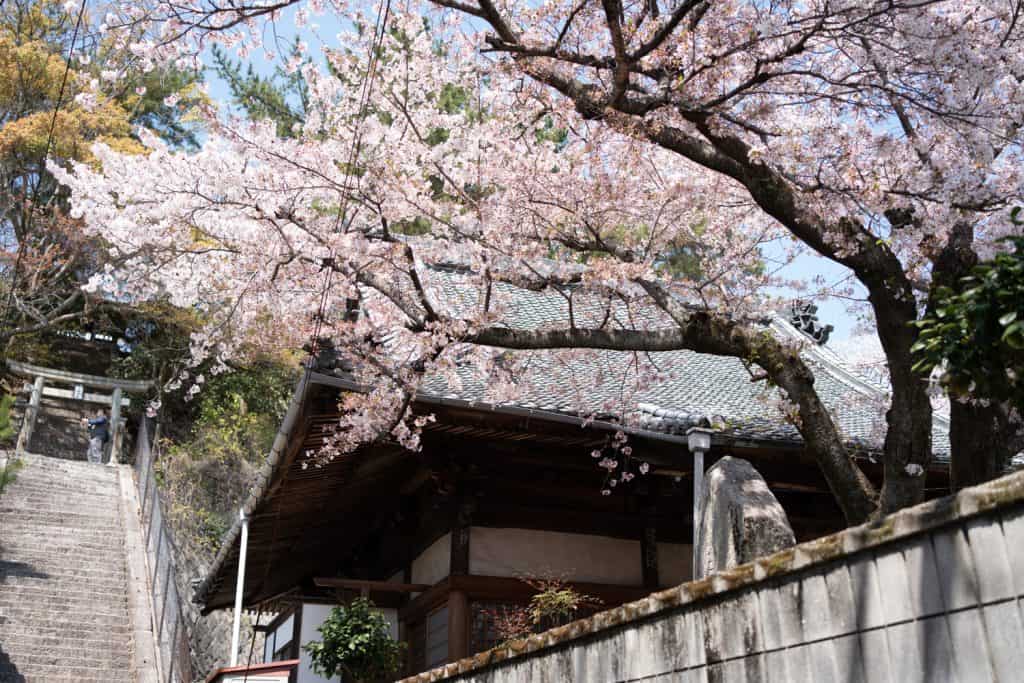 Miyajima cherry blossom