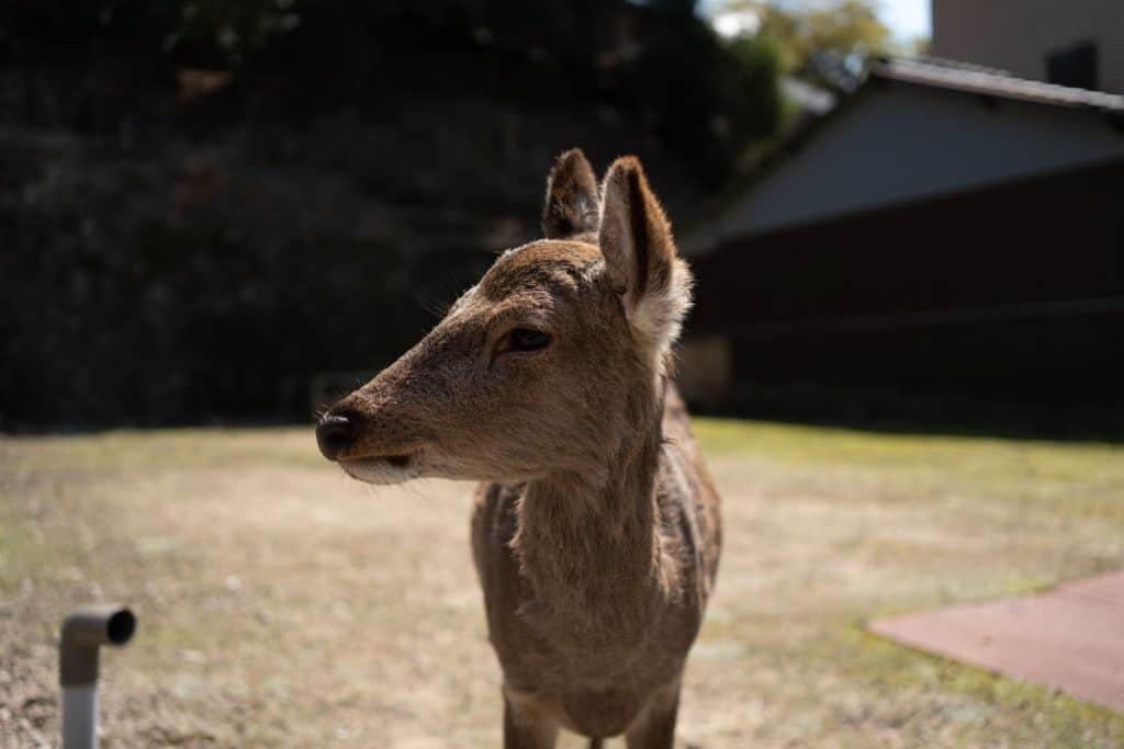 miyajima deer