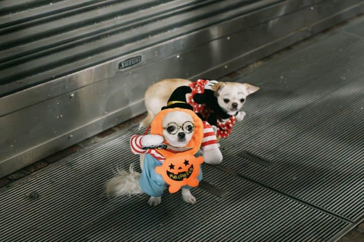 Halloween dogs in Shibuya