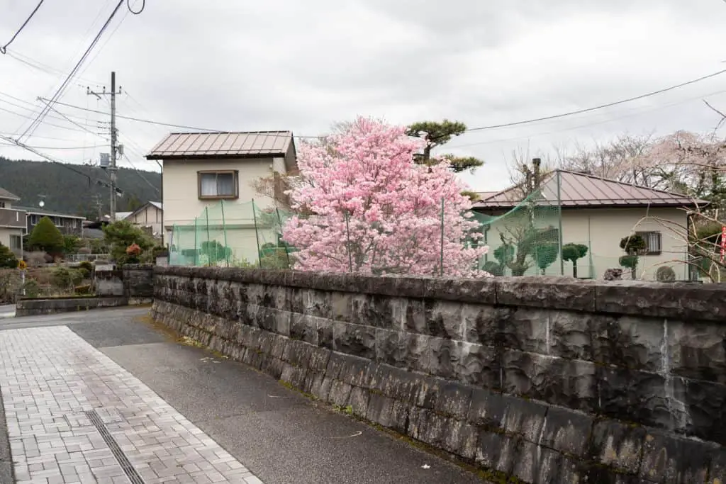 cherry blossom Japanese countryside