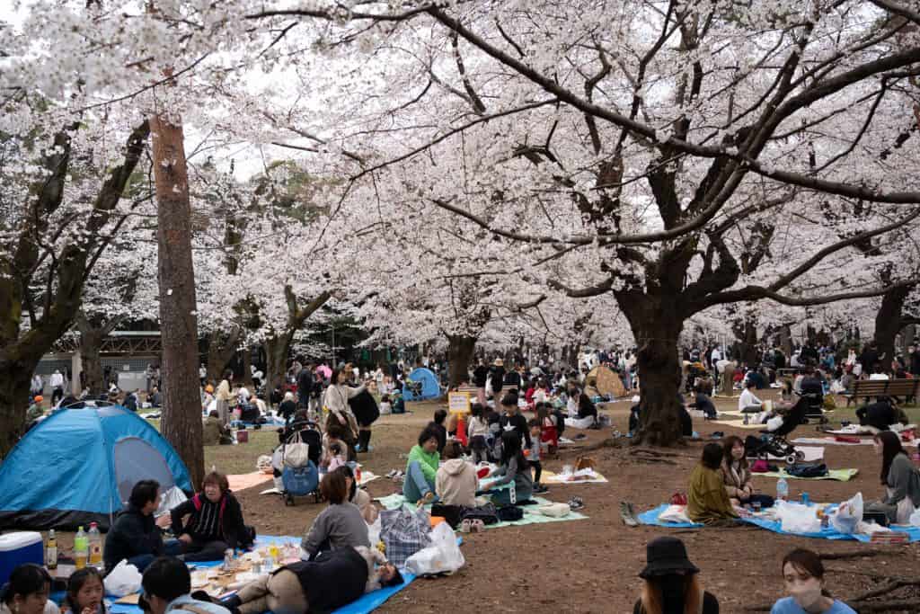 Japan Hanami picnic spring