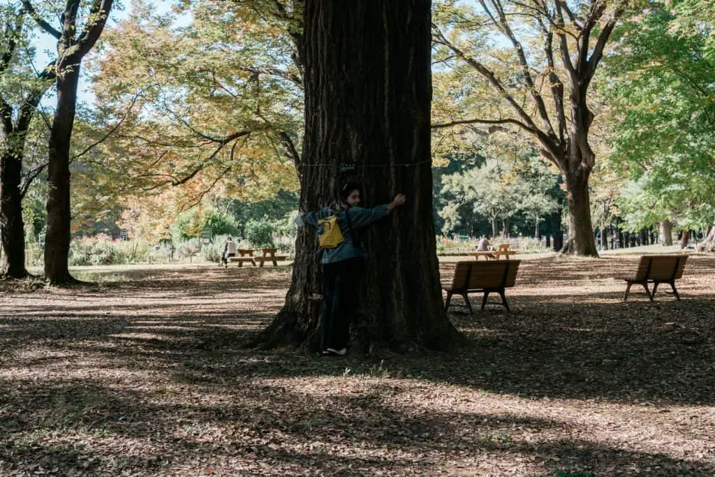 Yoyogi Park in autumn