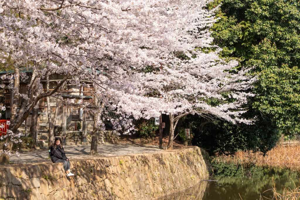 sitting under cherry blossom in Japan